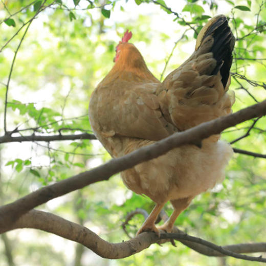 山中鲜有机老母鸡2只（无内脏） 商品图5