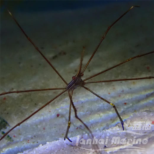 美国蜘蛛蟹/箭蟹 商品图5