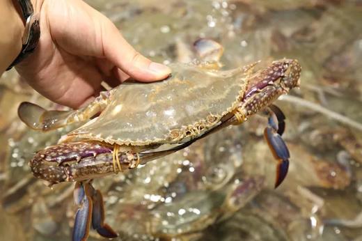 鲜活梭子蟹 /斤 商品图2