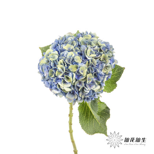 绣球 | 马卡龙混色 商品图2