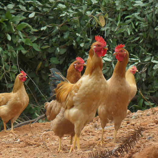 山中鲜有机系列老母鸡仔公鸡各1只组合装（无内脏） 商品图4