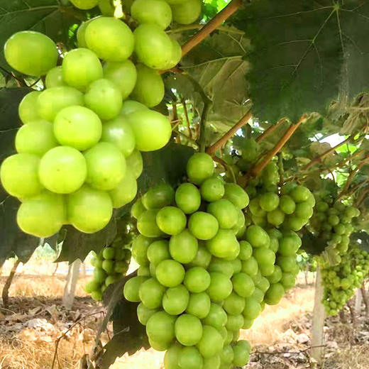 【葡萄之王】广东阳光玫瑰葡萄（5斤） 商品图3