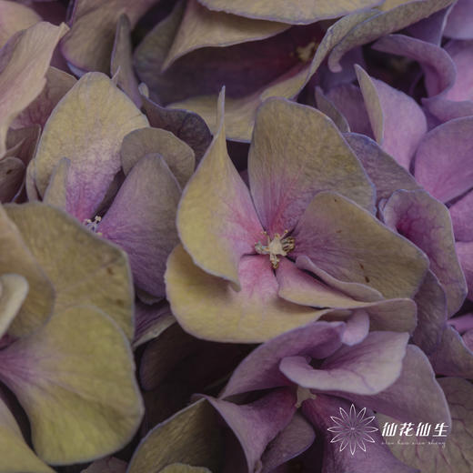 绣球 | 马卡龙混色 商品图8