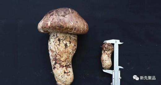 醉肥美季|应季菌王大松茸新鲜上市！稻城4000+米高原野生！神级珍馐肥嫩香滑超好吃！ 商品图3
