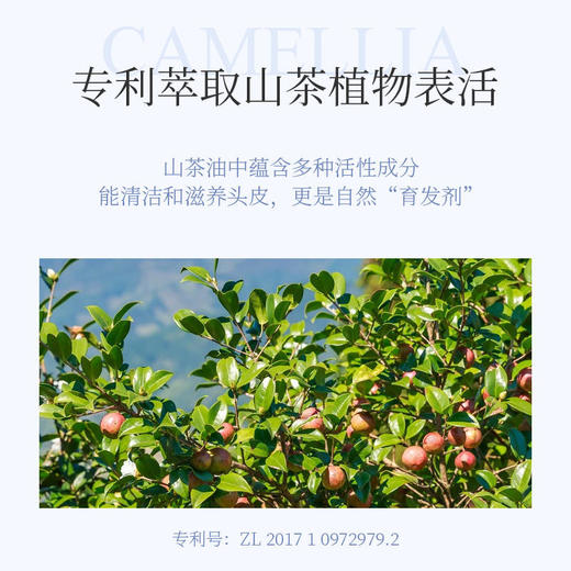 【2瓶立减20】青彩山茶氨基酸精油洗发水  天然植物成分呵护头皮滋养秀发  改善头屑油腻  拯救发际线   300ml/瓶 商品图1