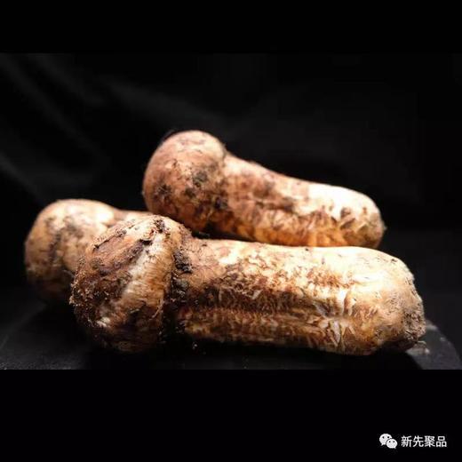 醉肥美季|应季菌王大松茸新鲜上市！稻城4000+米高原野生！神级珍馐肥嫩香滑超好吃！ 商品图6