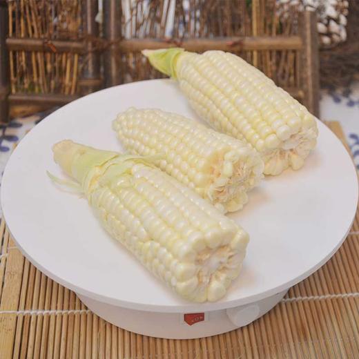 常规种植冰糖玉米 商品图2
