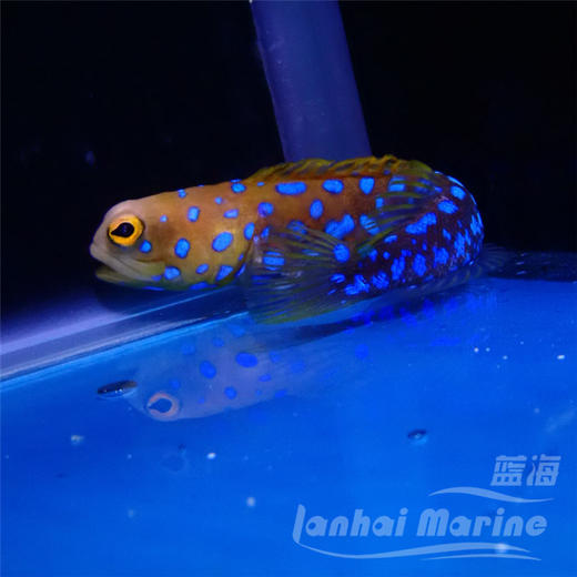 墨西哥蓝点虾虎 商品图2