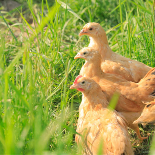 山中鲜有机仔公鸡2只 商品图2