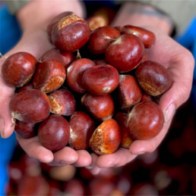 云南脱壳新鲜板栗