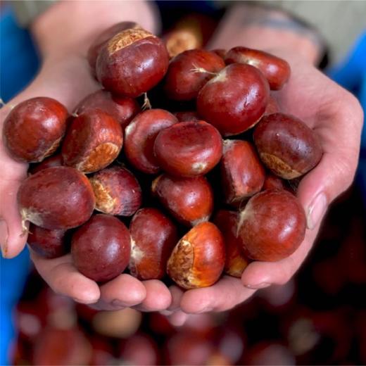 云南脱壳新鲜板栗 商品图0
