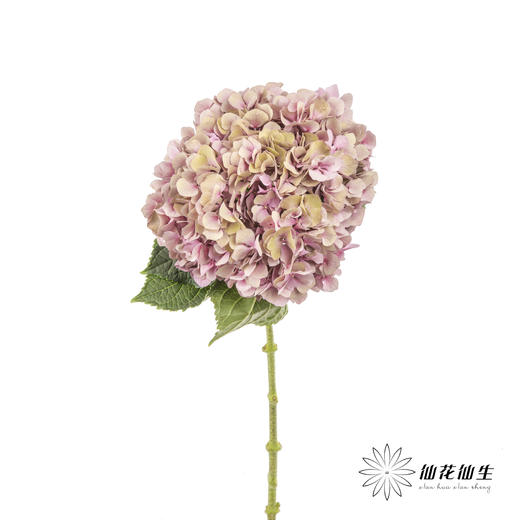 绣球 | 马卡龙混色 商品图3