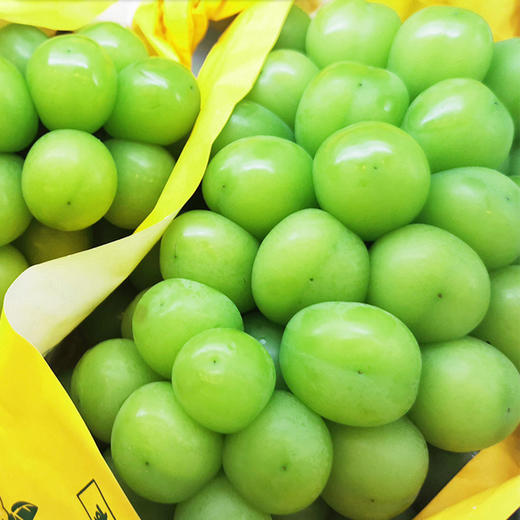 【葡萄之王】广东阳光玫瑰葡萄（5斤） 商品图4