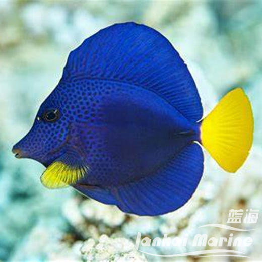 红海紫吊 商品图2