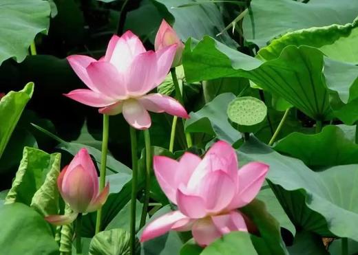 秋季农耕系列课程|秋天收获季，五感觅秋 商品图1