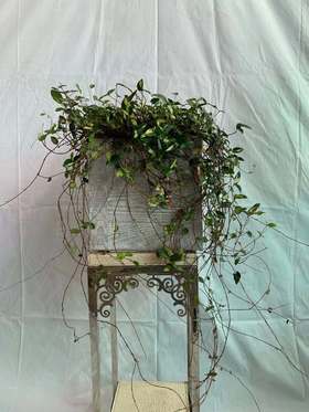 方水泥盆—金叶络石