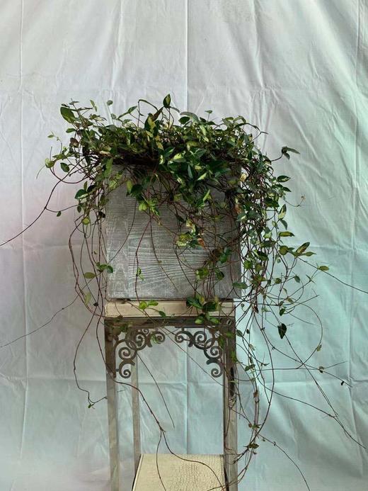 方水泥盆—金叶络石 商品图0