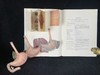 医学经典人体解剖立体书 4页可展开的彩色立体插图 精装16开 商品缩略图13