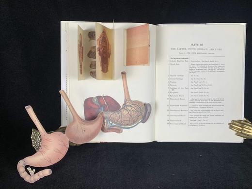 医学经典人体解剖立体书 4页可展开的彩色立体插图 精装16开 商品图13