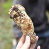 野生稻城松茸 | 合作生产 * Daocheng Matsutake | Partner Production 商品缩略图0