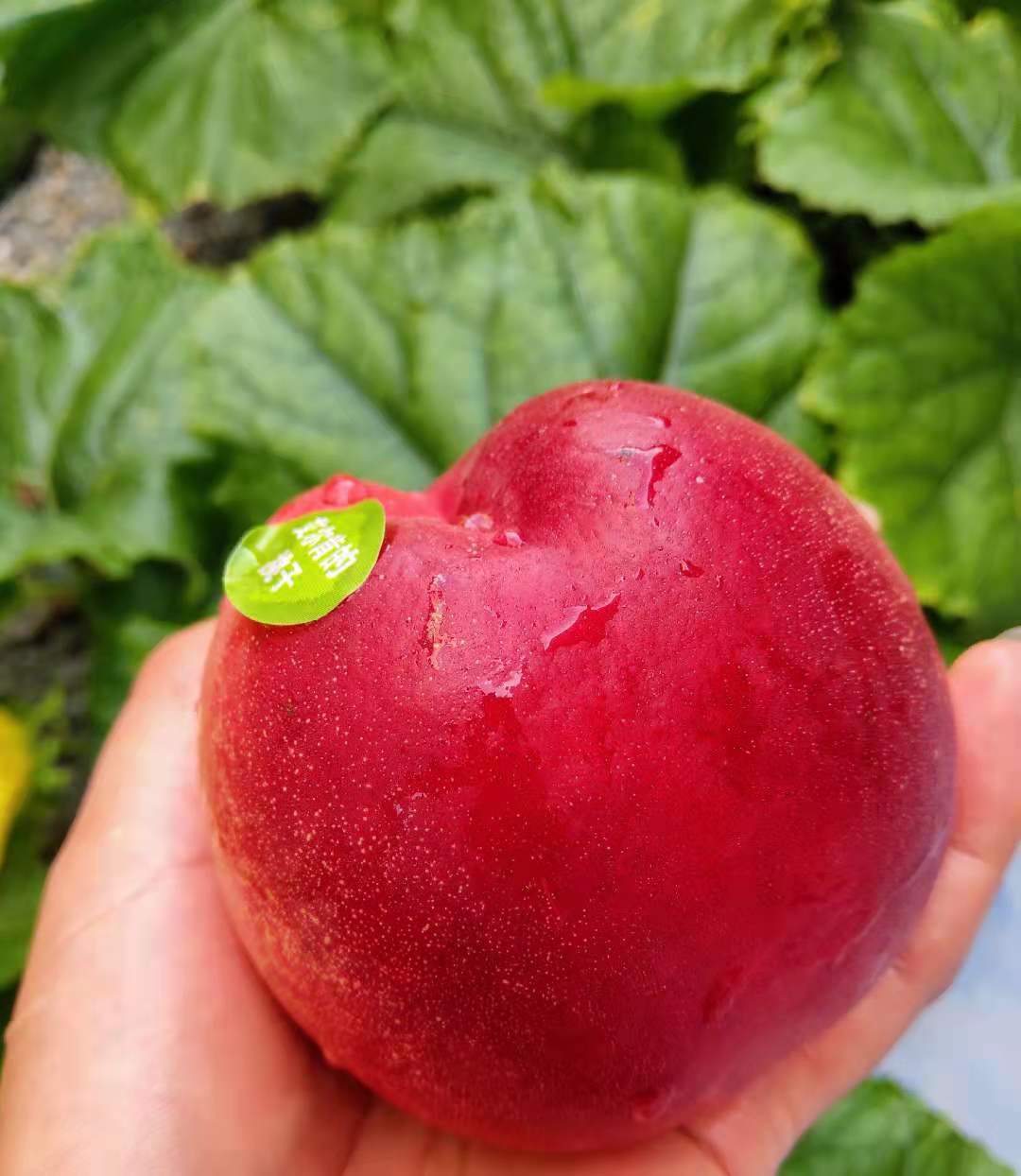 来自新疆和田雪桃集颜值与口感于一身的香甜多汁桃香浓郁甘甜如蜜入口