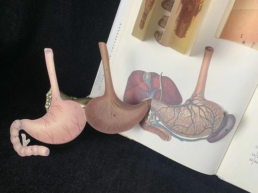 医学经典人体解剖立体书 4页可展开的彩色立体插图 精装16开 商品图14