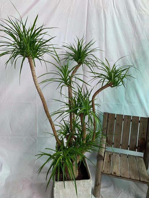 矮方水泥盆—龙血树（大） 商品图1