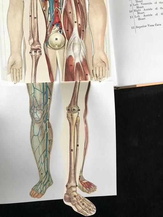 医学经典人体解剖立体书 4页可展开的彩色立体插图 精装16开 商品图8