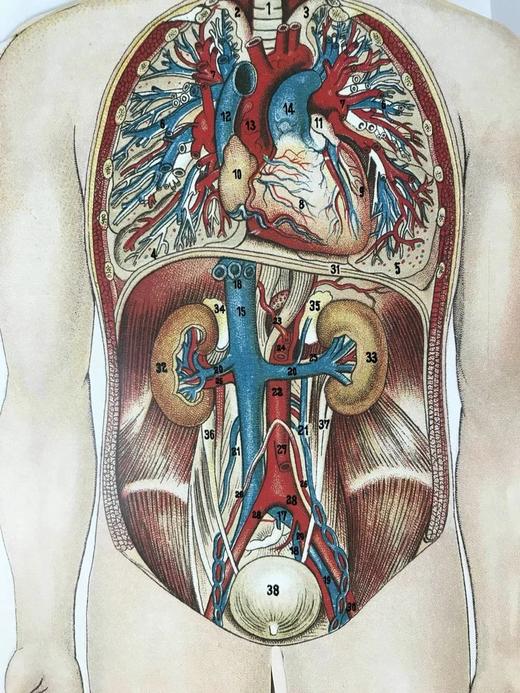 医学经典人体解剖立体书 4页可展开的彩色立体插图 精装16开 商品图7