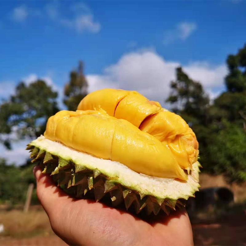马来西亚 猫山王榴莲（包5房）