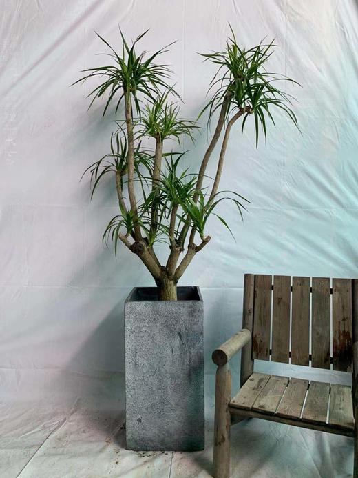 高方水泥盆—龙血树（大） 商品图0