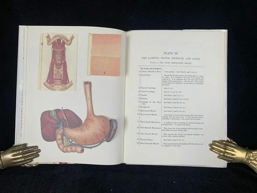 医学经典人体解剖立体书 4页可展开的彩色立体插图 精装16开 商品图12