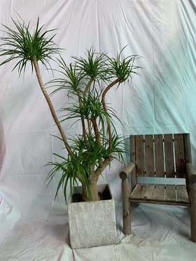 矮方水泥盆—龙血树（大）