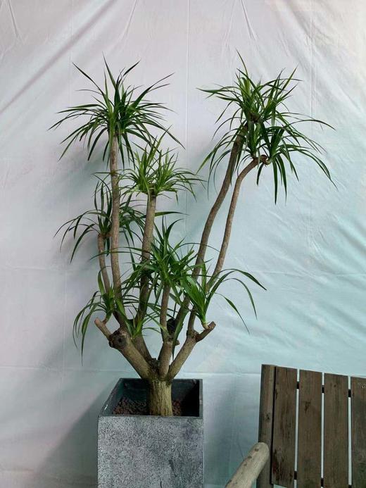 高方水泥盆—龙血树（大） 商品图1