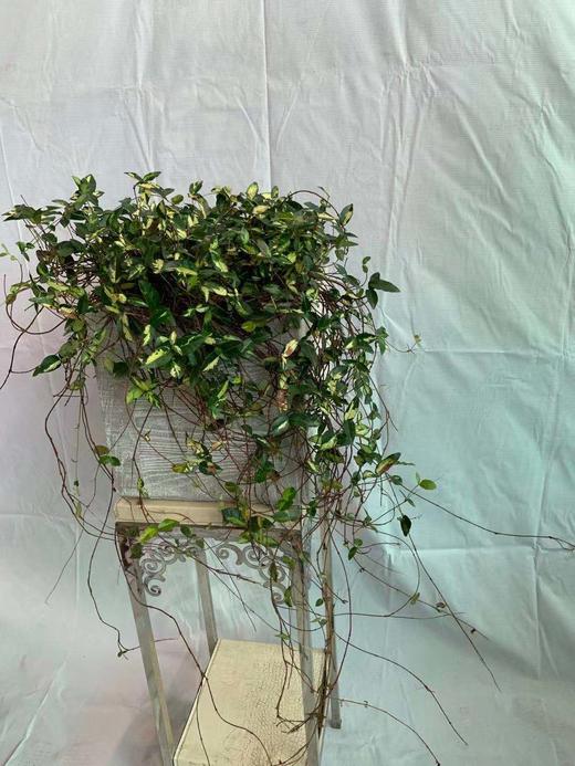 方水泥盆—金叶络石 商品图1