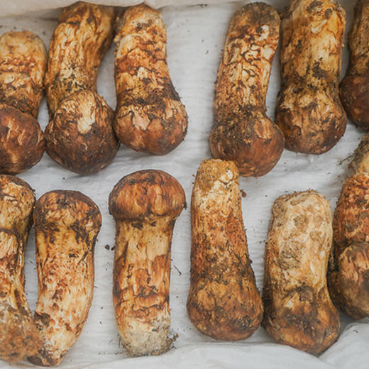 顺丰包邮饱记香格里拉直发野生鲜松茸250g500g1000g