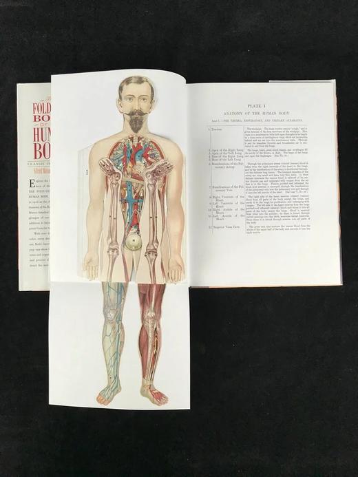 医学经典人体解剖立体书 4页可展开的彩色立体插图 精装16开 商品图6