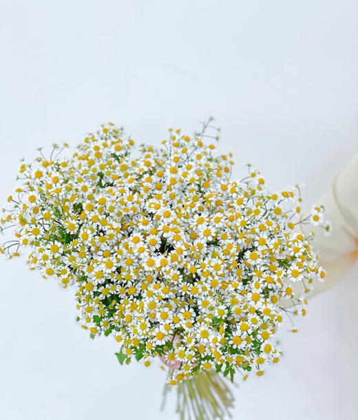 【周四秒杀】洋甘菊一份29.8元 商品图0