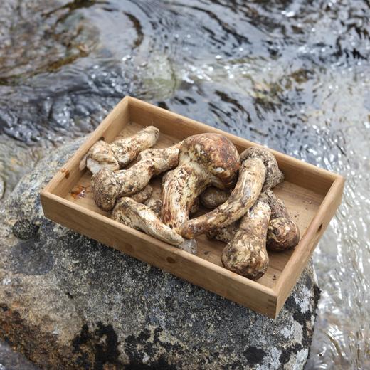 野生稻城松茸 | 合作生产 * Daocheng Matsutake | Partner Production 商品图2