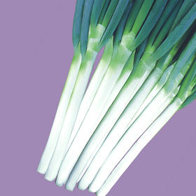 [专业种子] “惠和三号”大葱种子