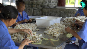  《消费主张》，光头蜀黍带你一起走进银耳的秘密~ 