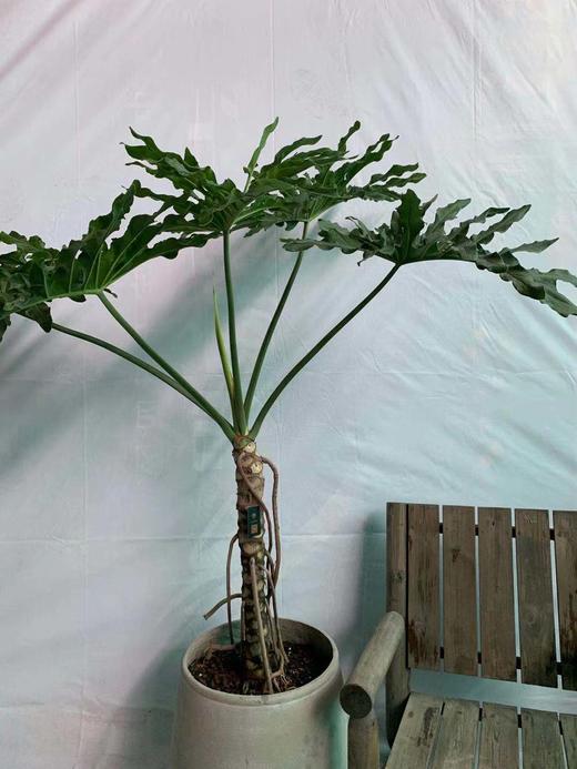 圆水泥盆—春羽 商品图1