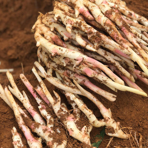 江永香姜 商品图2