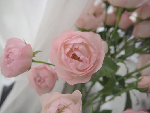 多头玫瑰 | 草莓杏仁饼 商品图3