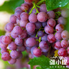 疆小提-玻璃翠葡萄 商品缩略图2