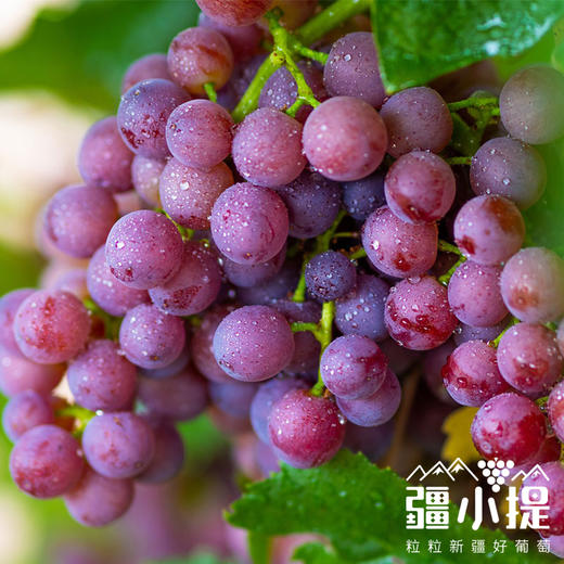 疆小提-玻璃翠葡萄 商品图2