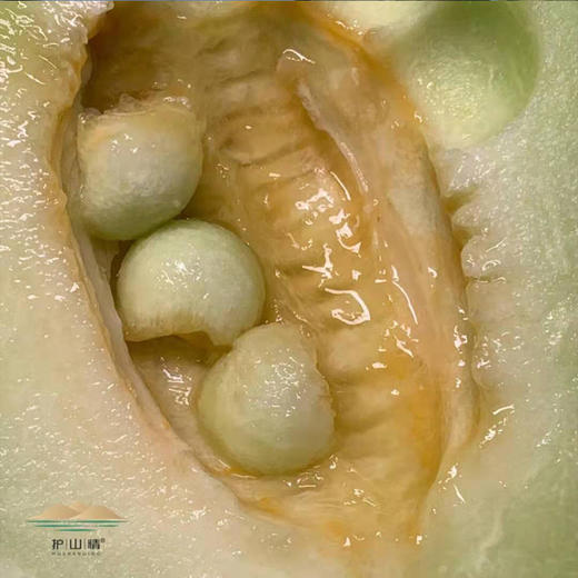 护山蜜瓜 商品图1