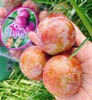 【福建芙蓉李】4斤/8斤，肉厚、核小、味浓 商品缩略图2