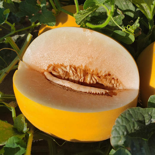 【民勤蜜瓜】沙漠中的黄金瓜金红宝密瓜甜蜜爽口多汁皮薄肉厚 商品图2