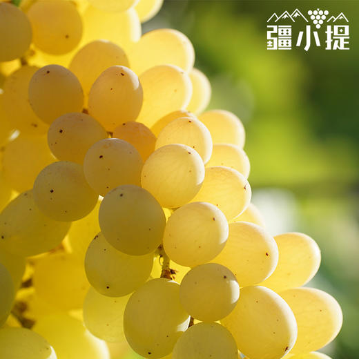 疆小提-三色葡萄 商品图2